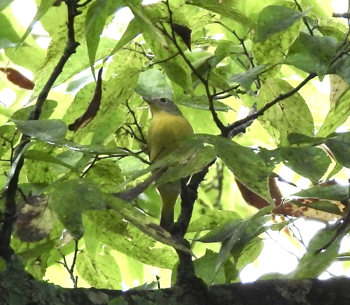 Nashville Warbler - ML642366448
