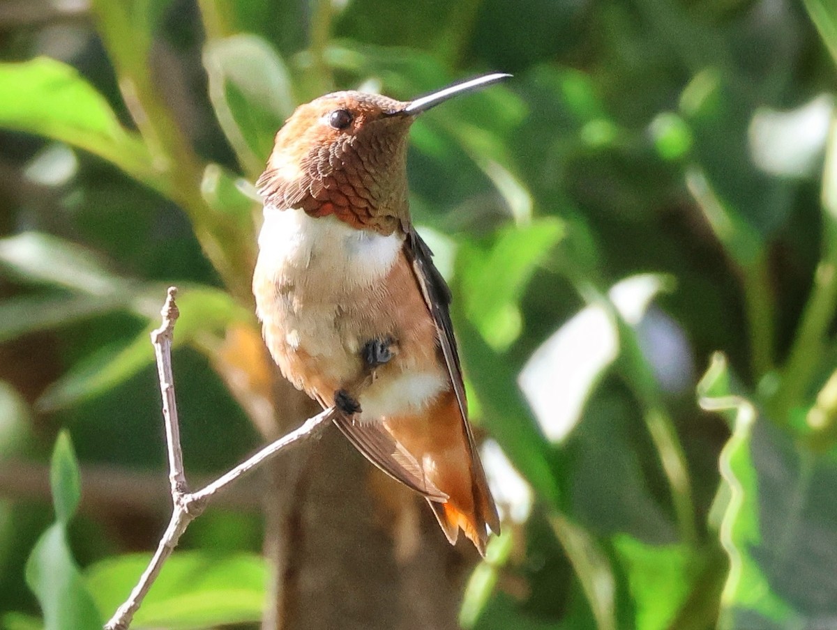 Allen's Hummingbird - ML642366449