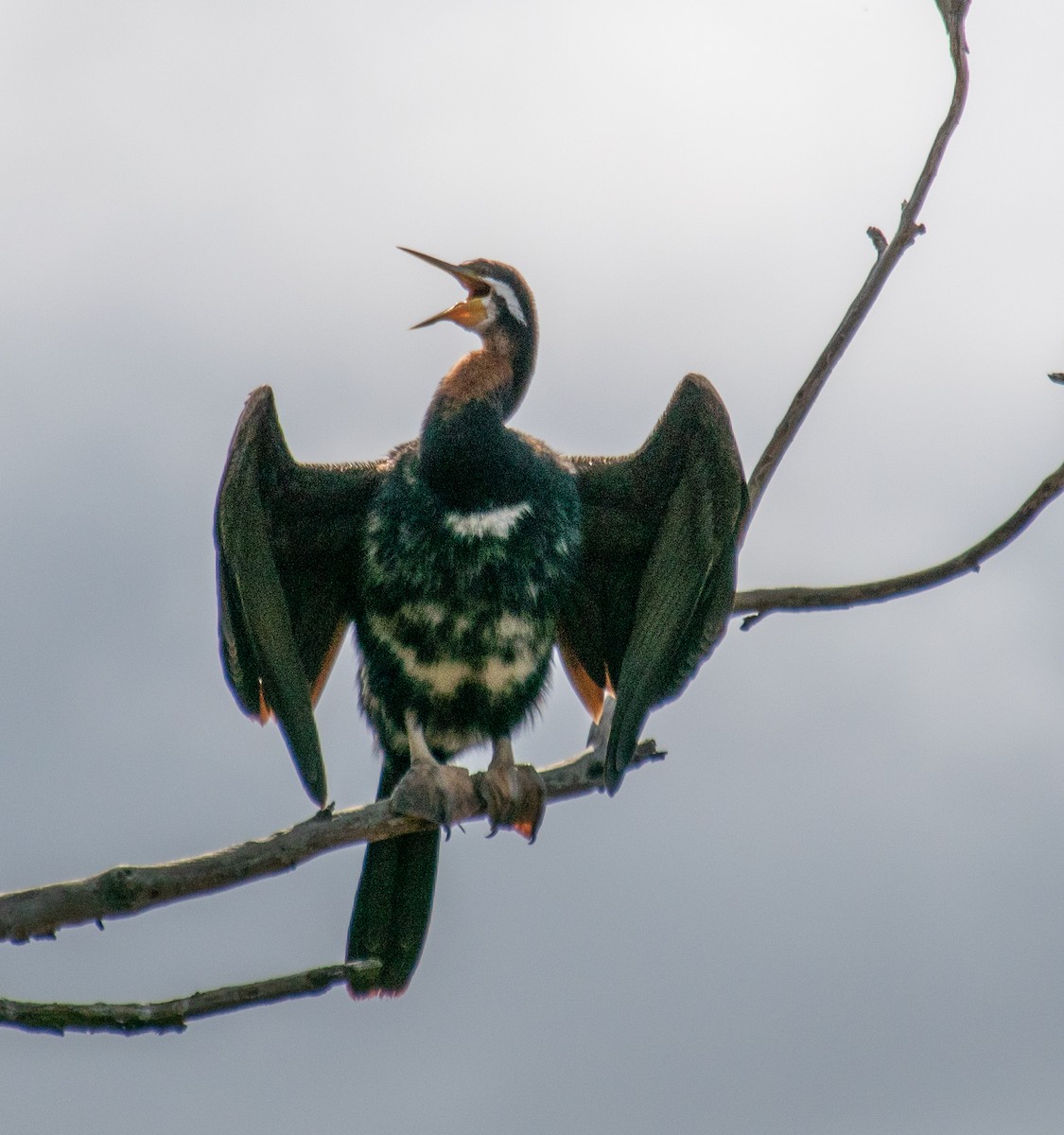 Australasian Darter - ML642366450