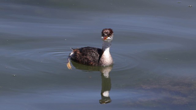Titicaca Grebe - ML642366451