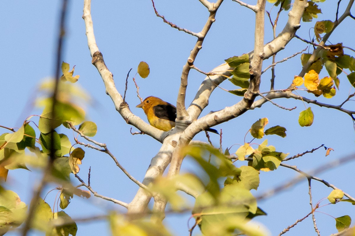 Scarlet Tanager - ML642366452