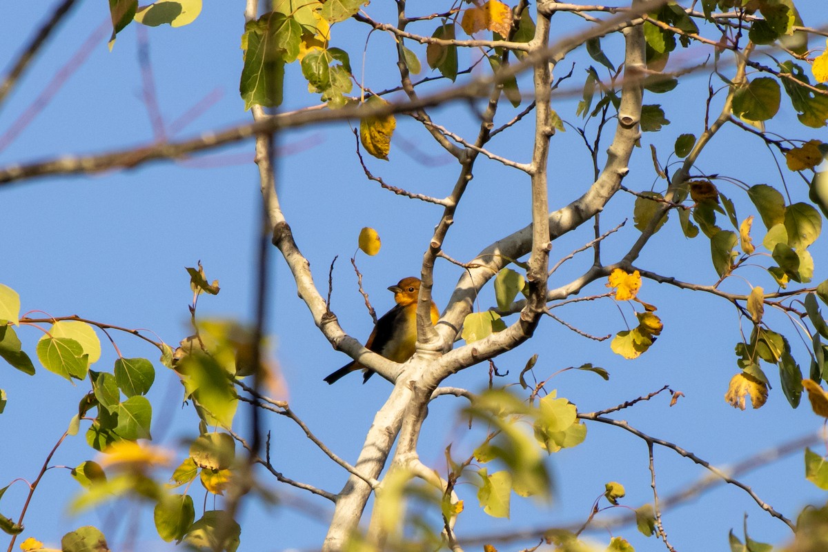 Scarlet Tanager - ML642366453