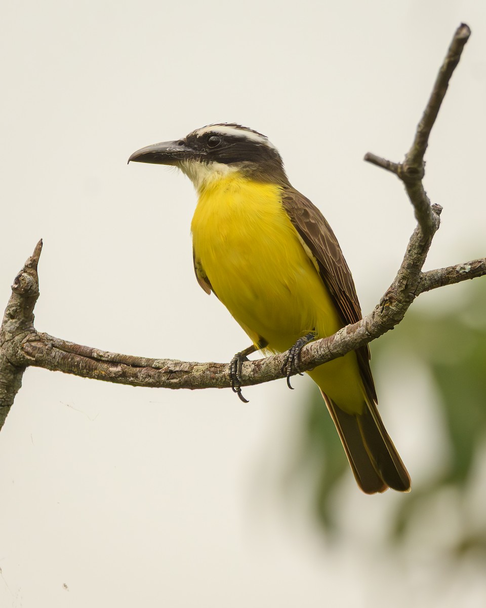 Boat-billed Flycatcher - ML642366454