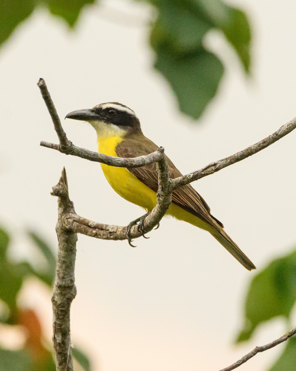 Boat-billed Flycatcher - ML642366455