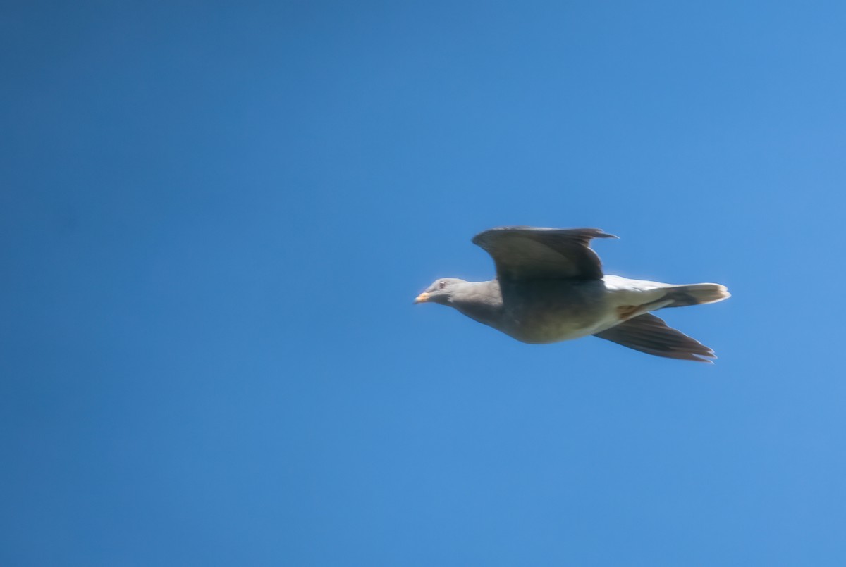Band-tailed Pigeon - ML642366456