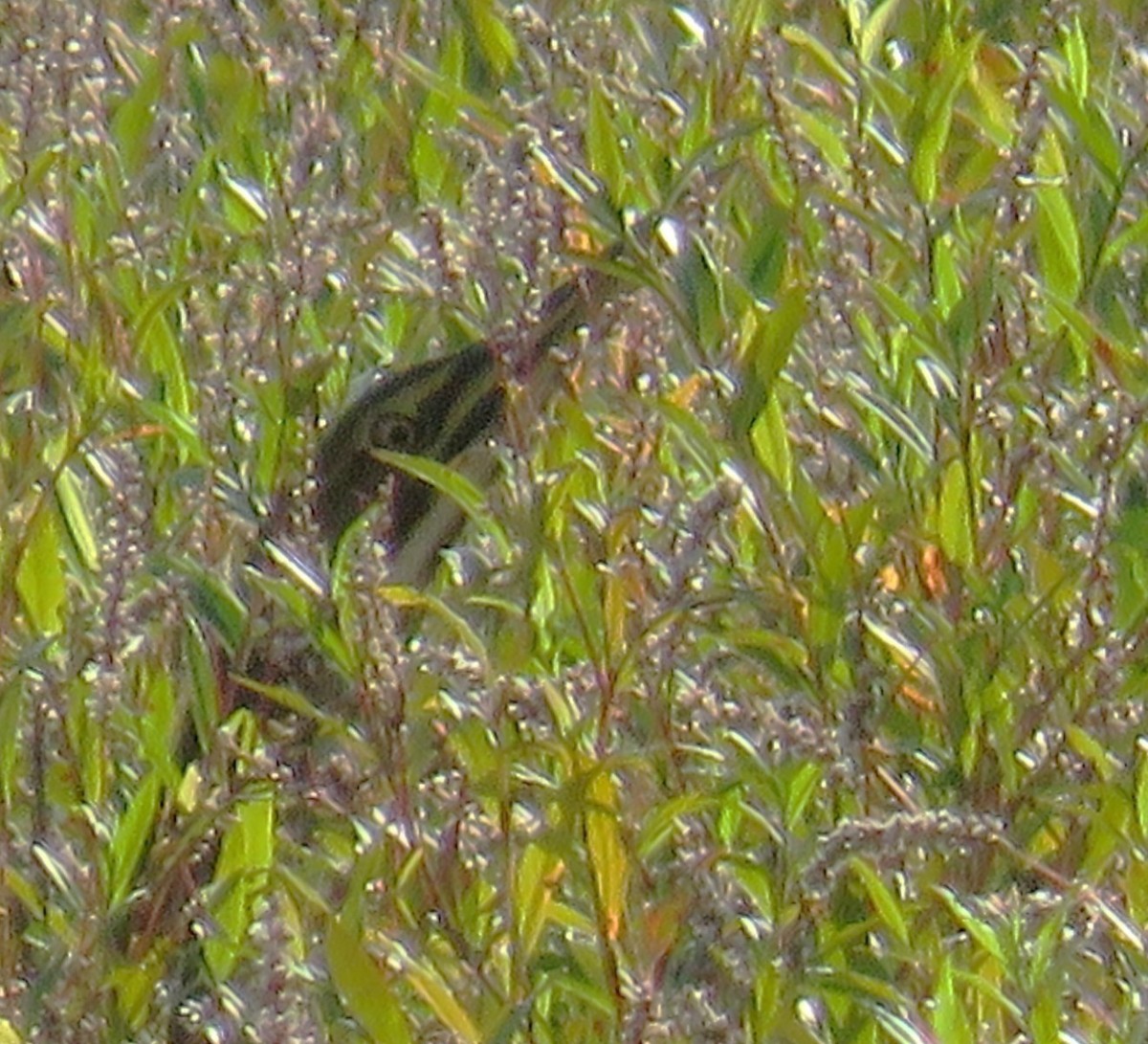 American Bittern - ML642366458