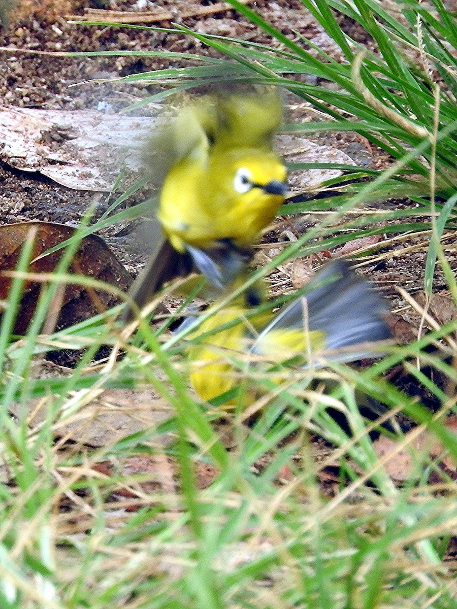 Green White-eye - ML642366459