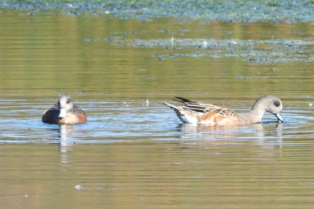 American Wigeon - ML642366461