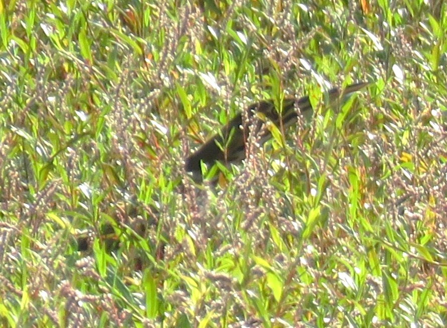 American Bittern - ML642366464
