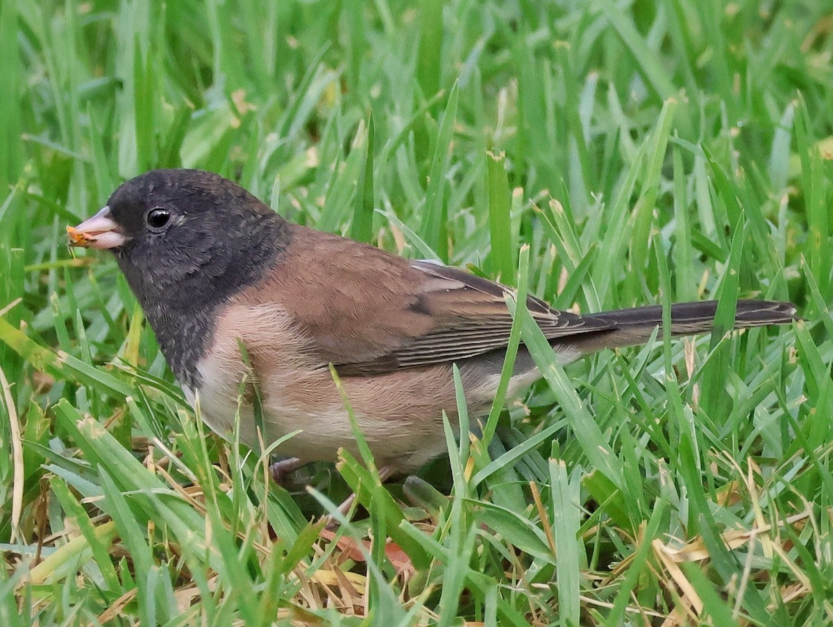 Dark-eyed Junco - ML642366465