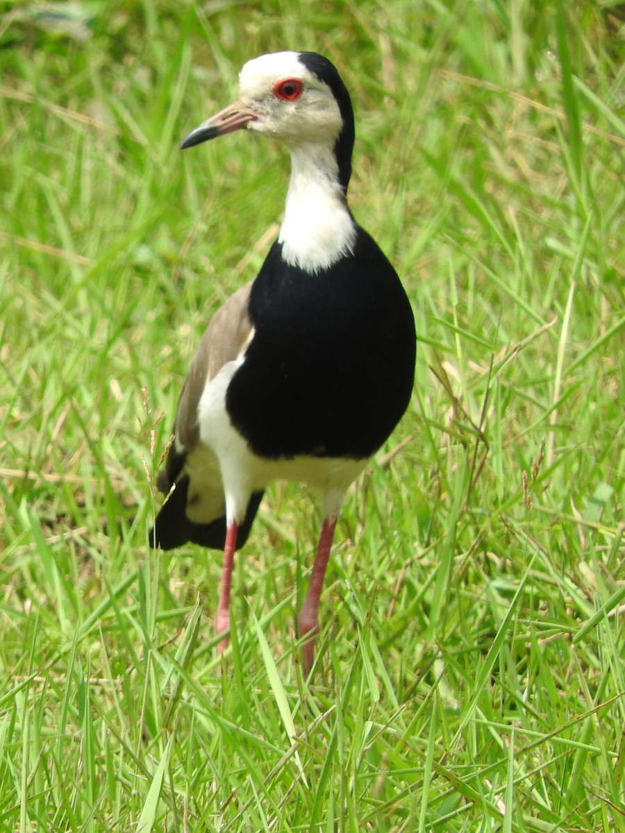 Long-toed Lapwing - ML642366466
