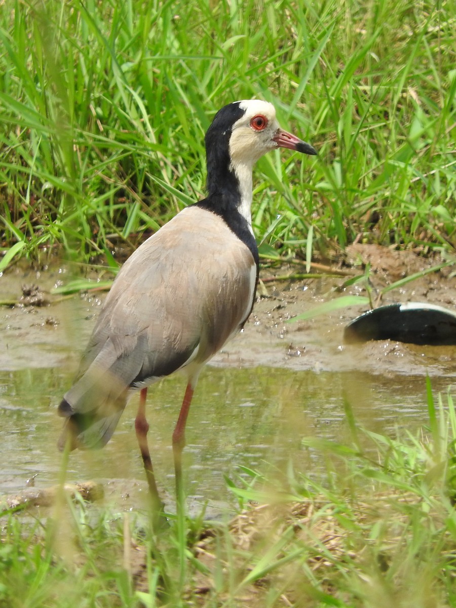 Long-toed Lapwing - ML642366467