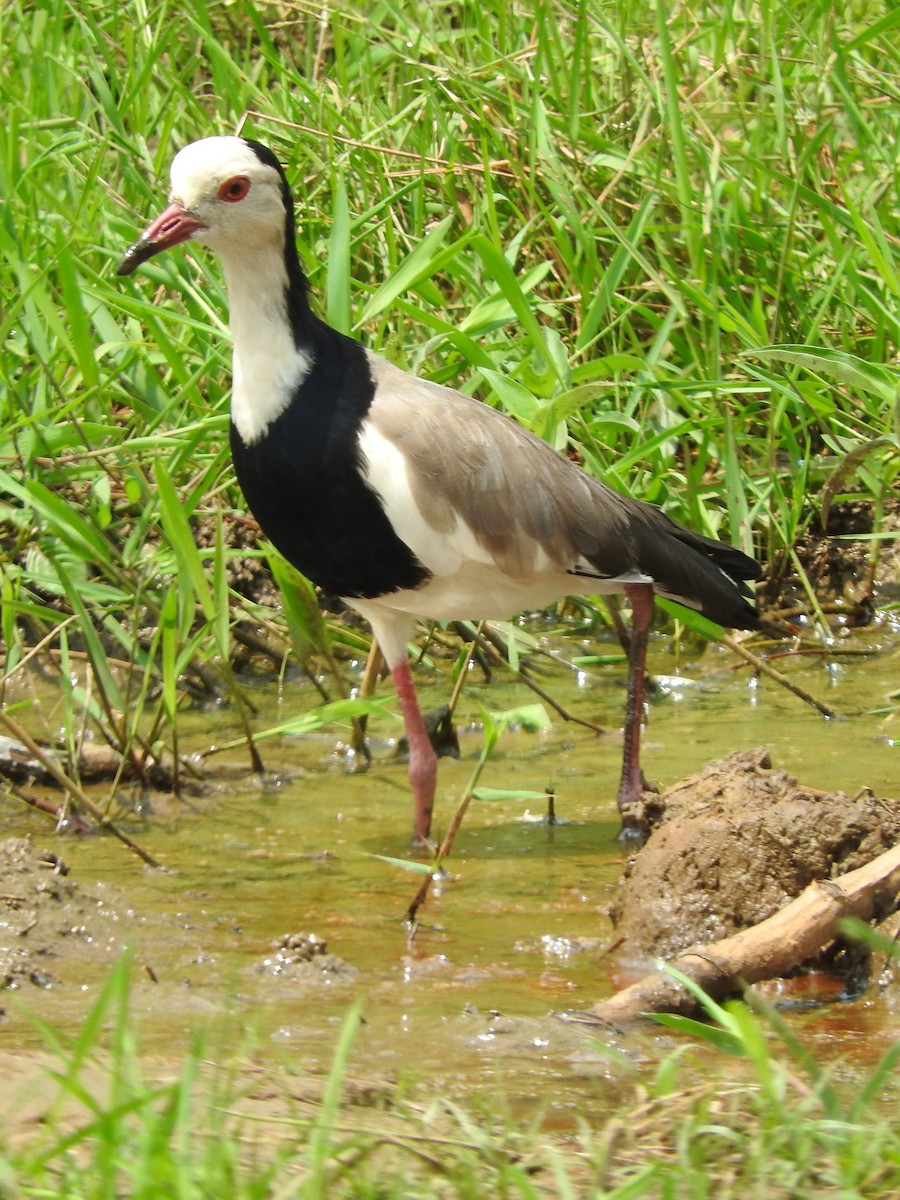 Long-toed Lapwing - ML642366468