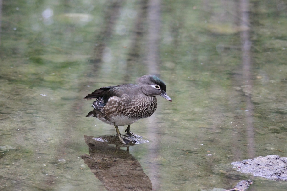 Pato Joyuyo - ML642366476