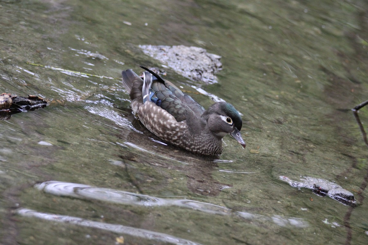 Pato Joyuyo - ML642366479