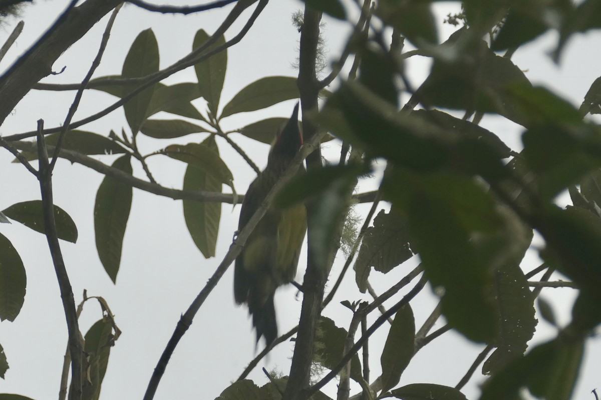 Crimson-mantled Woodpecker - ML642366483