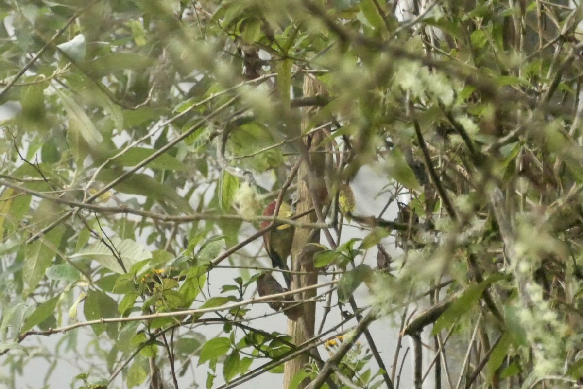 Crimson-mantled Woodpecker - ML642366486
