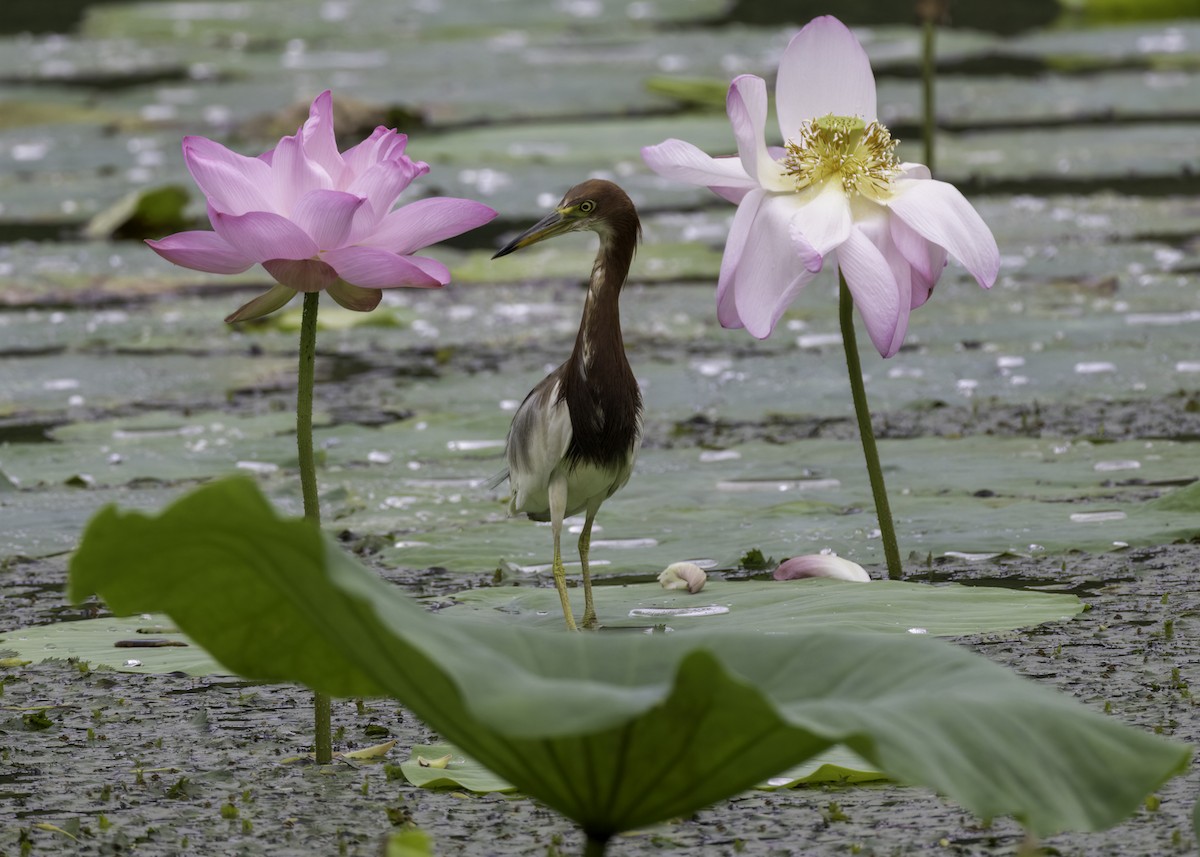 Chinese Pond-Heron - ML642366488