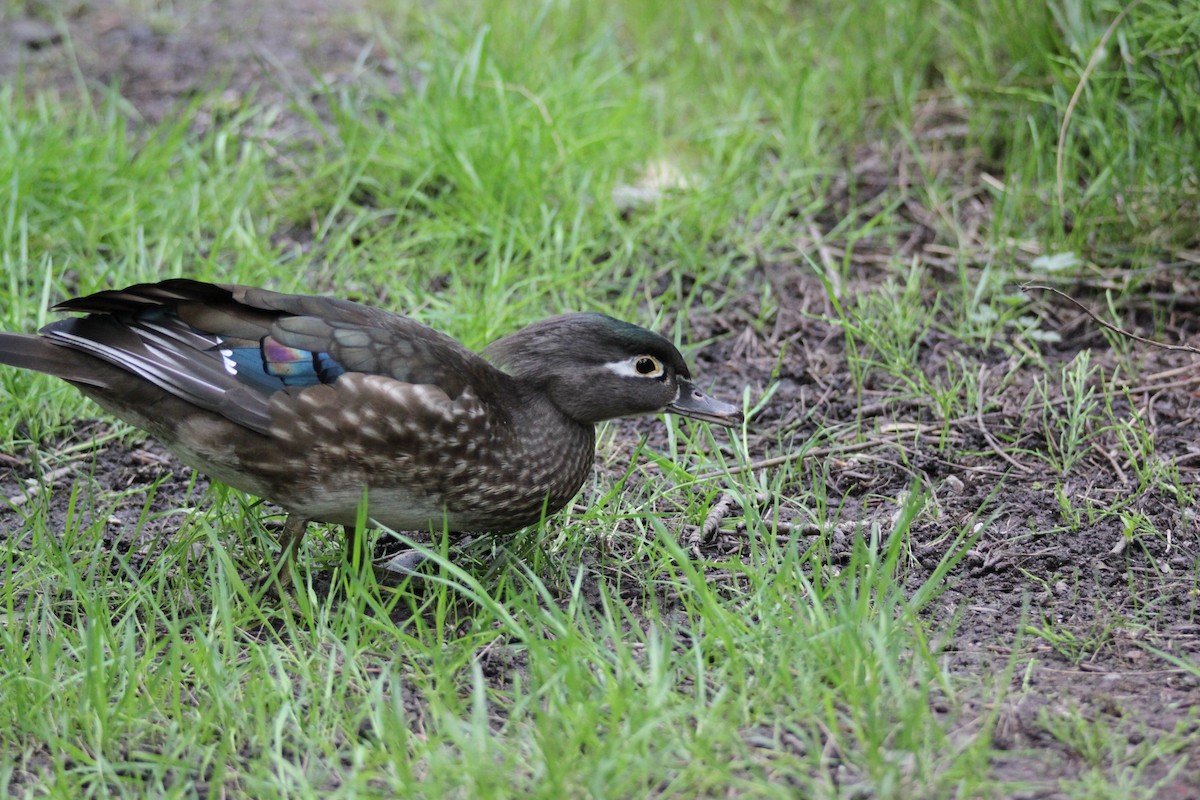 Pato Joyuyo - ML642366489