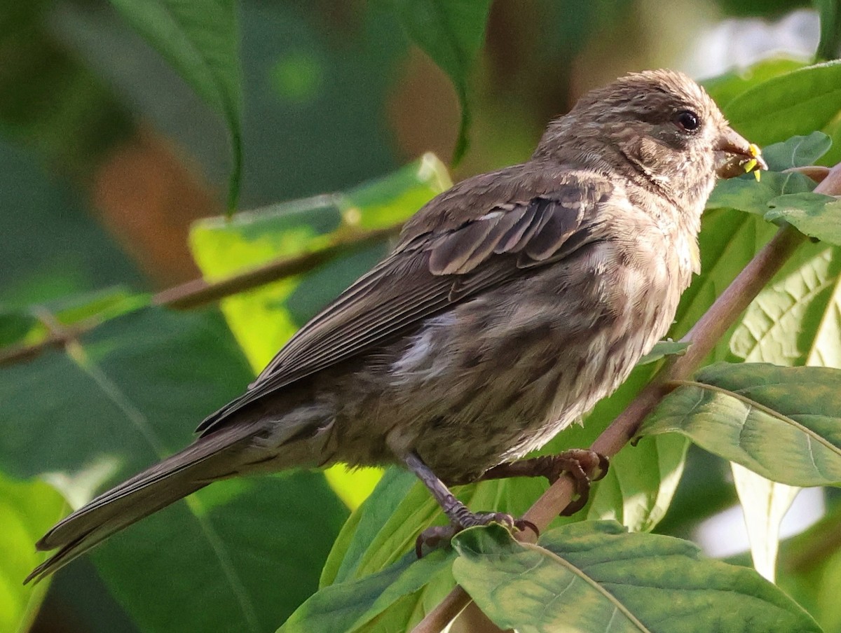 House Finch - ML642366510