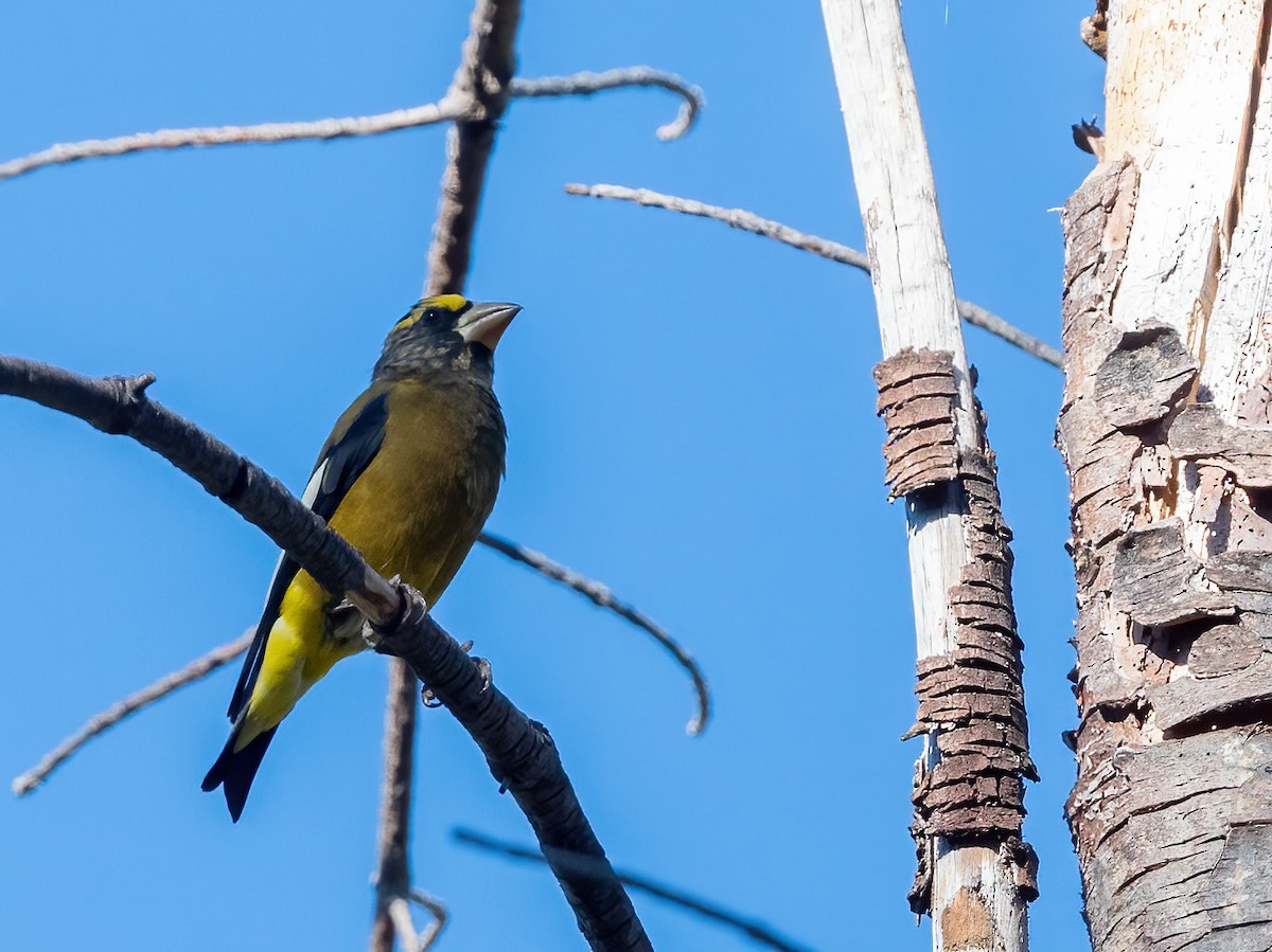 Evening Grosbeak - ML642366521