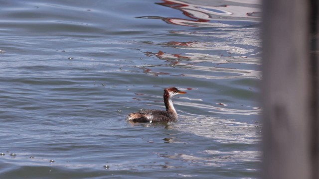 Titicaca Grebe - ML642366522