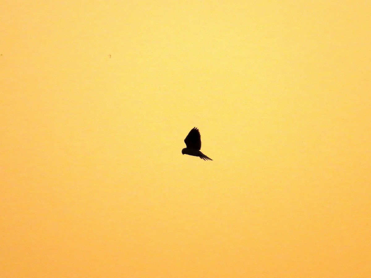 White-tailed Kite - ML642366525
