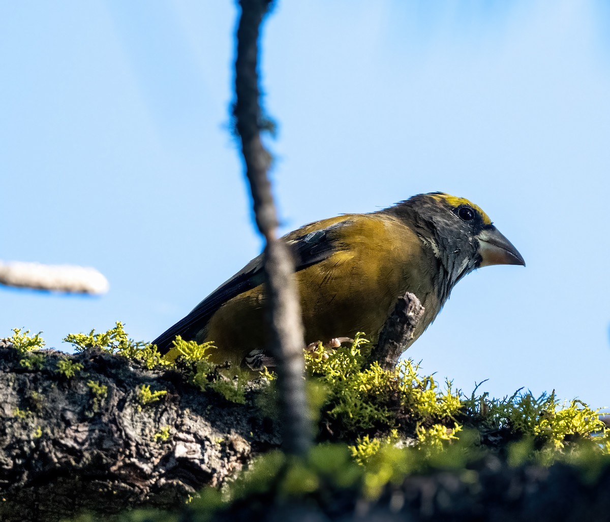 Evening Grosbeak - ML642366527