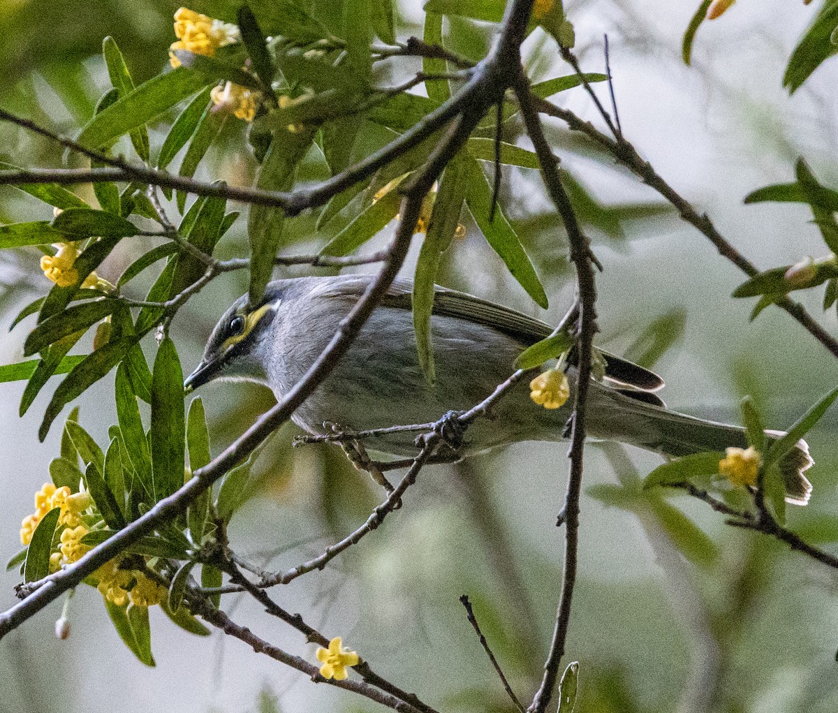 Yellow-faced Honeyeater - ML642366589