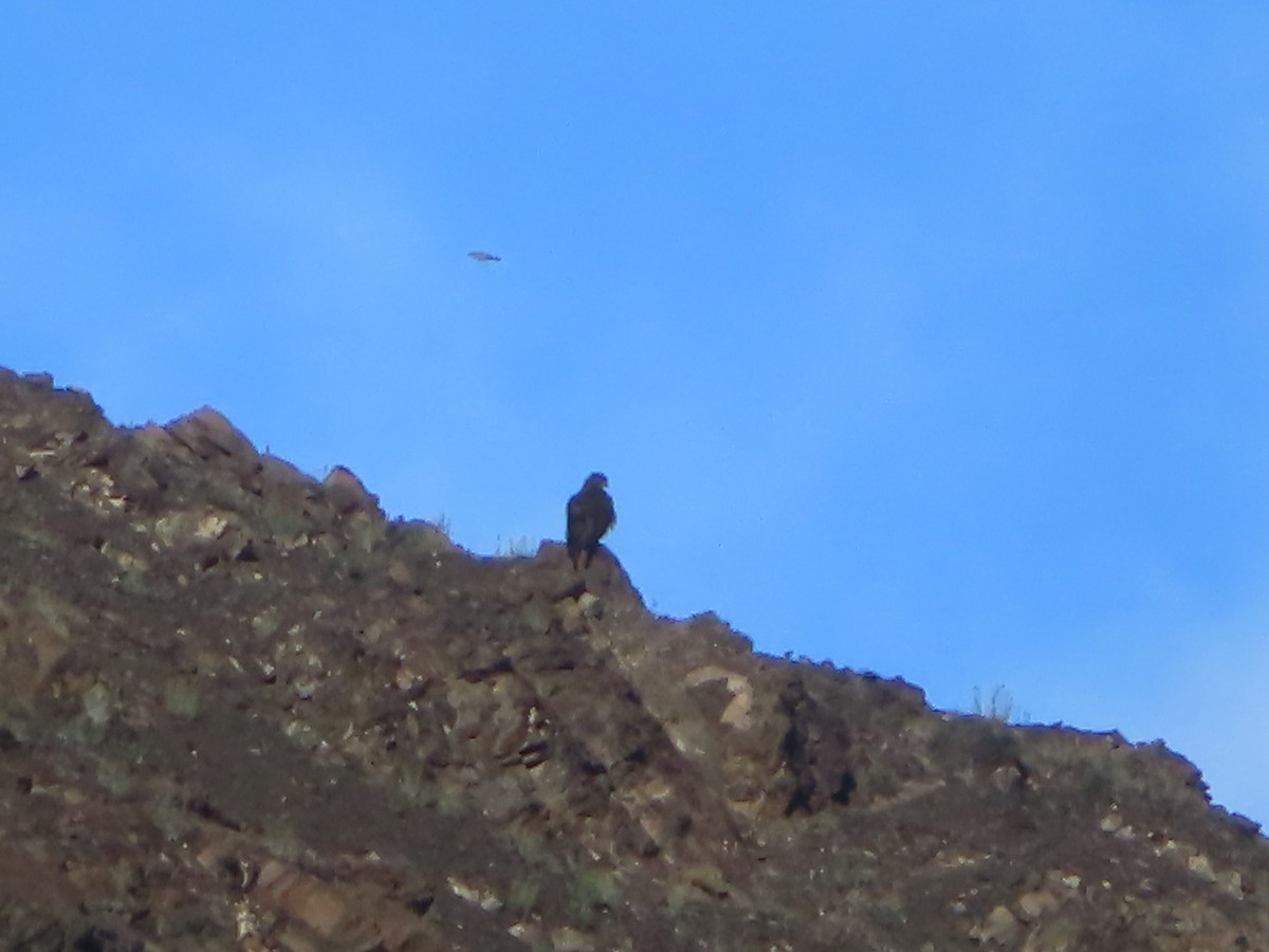 大鵟 - ML642366592