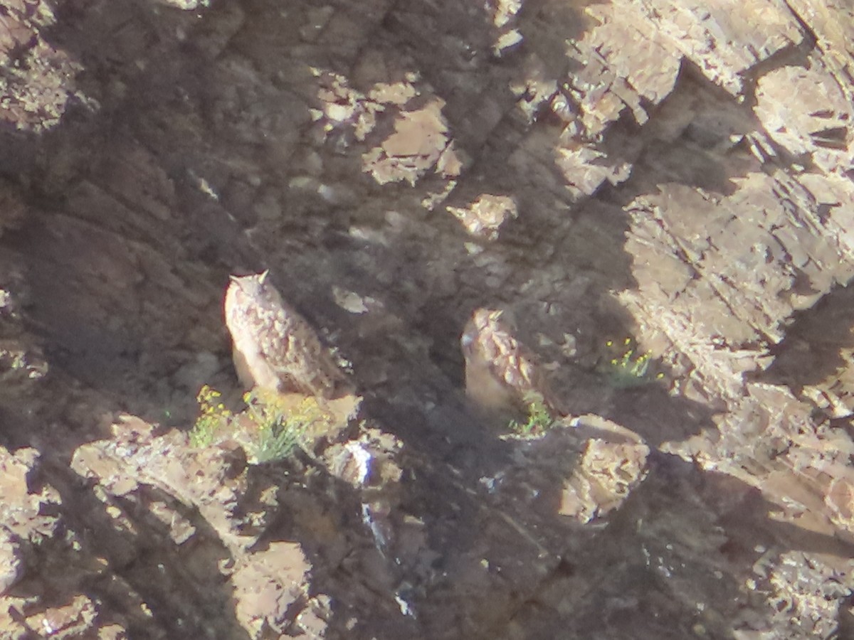 Eurasian Eagle-Owl - ML642366625
