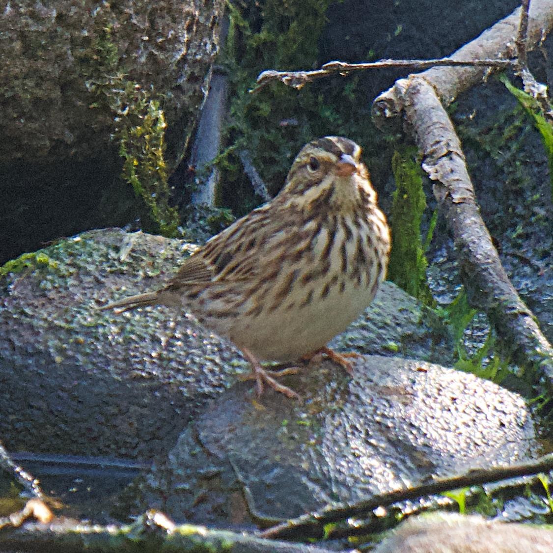 稀樹草鵐 - ML642366638