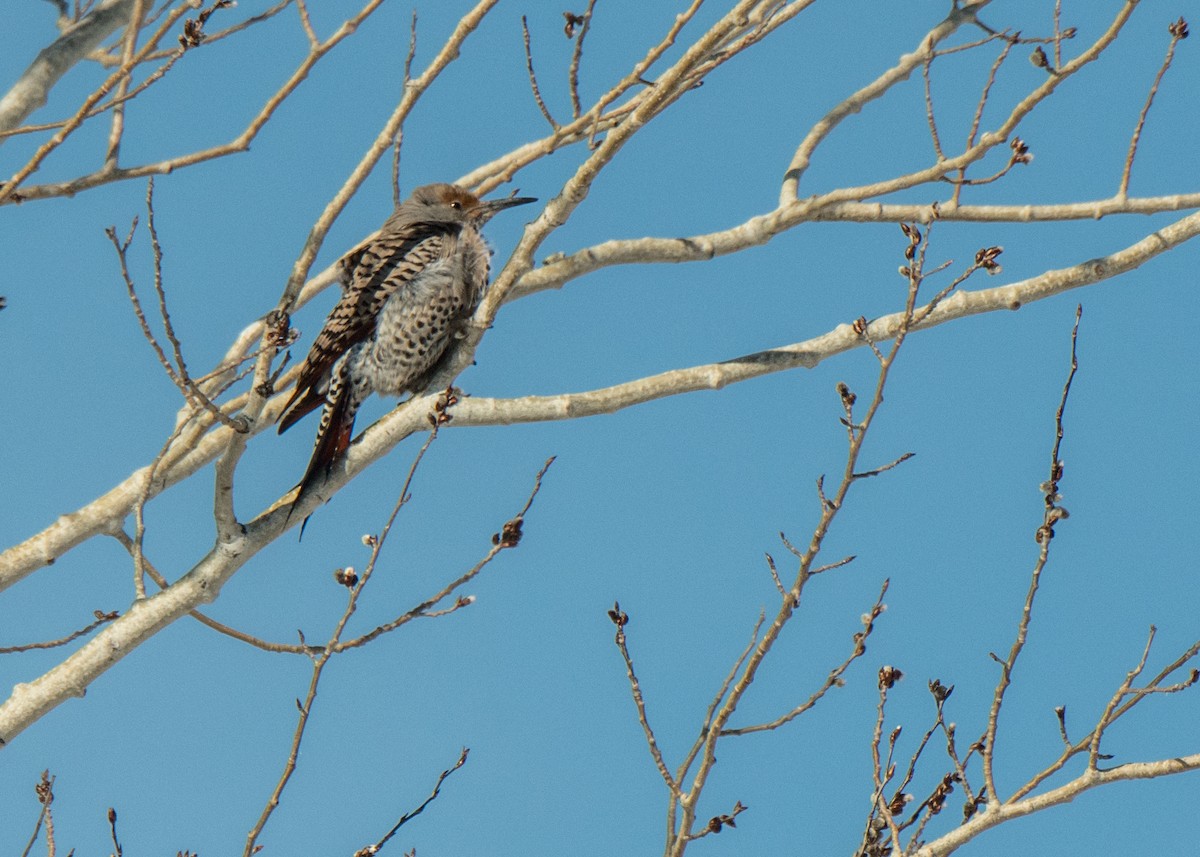 Northern Flicker - ML642366650