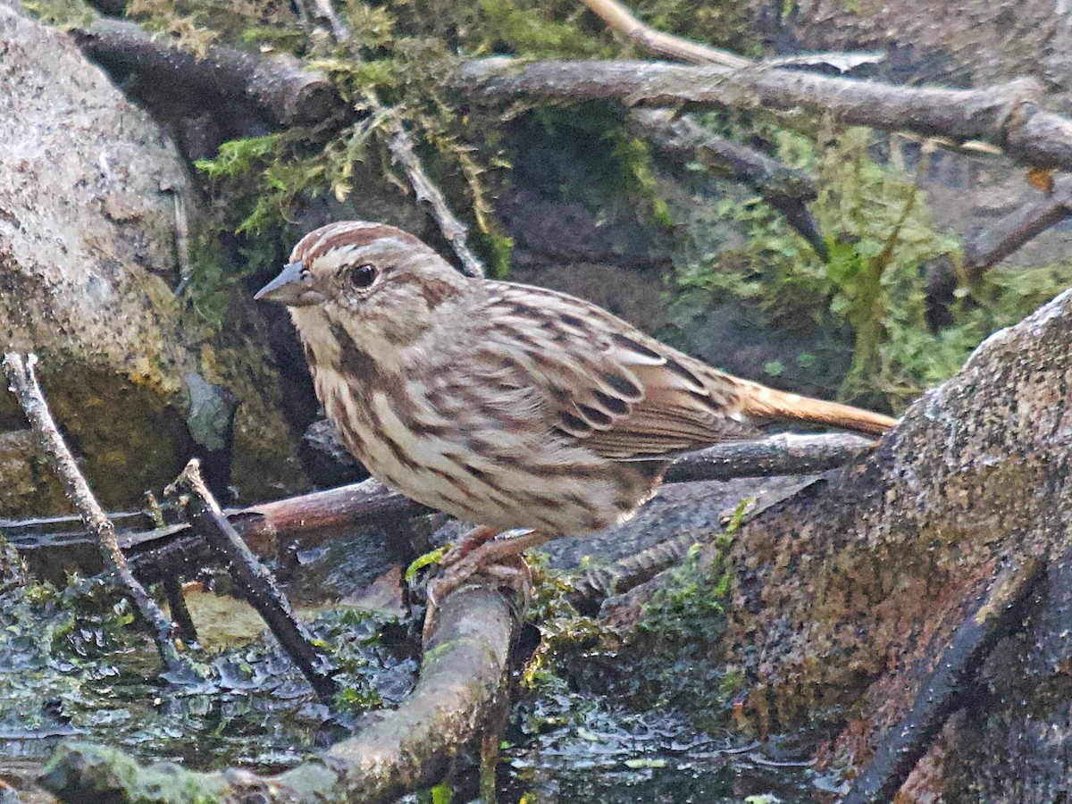 Song Sparrow - ML642366652