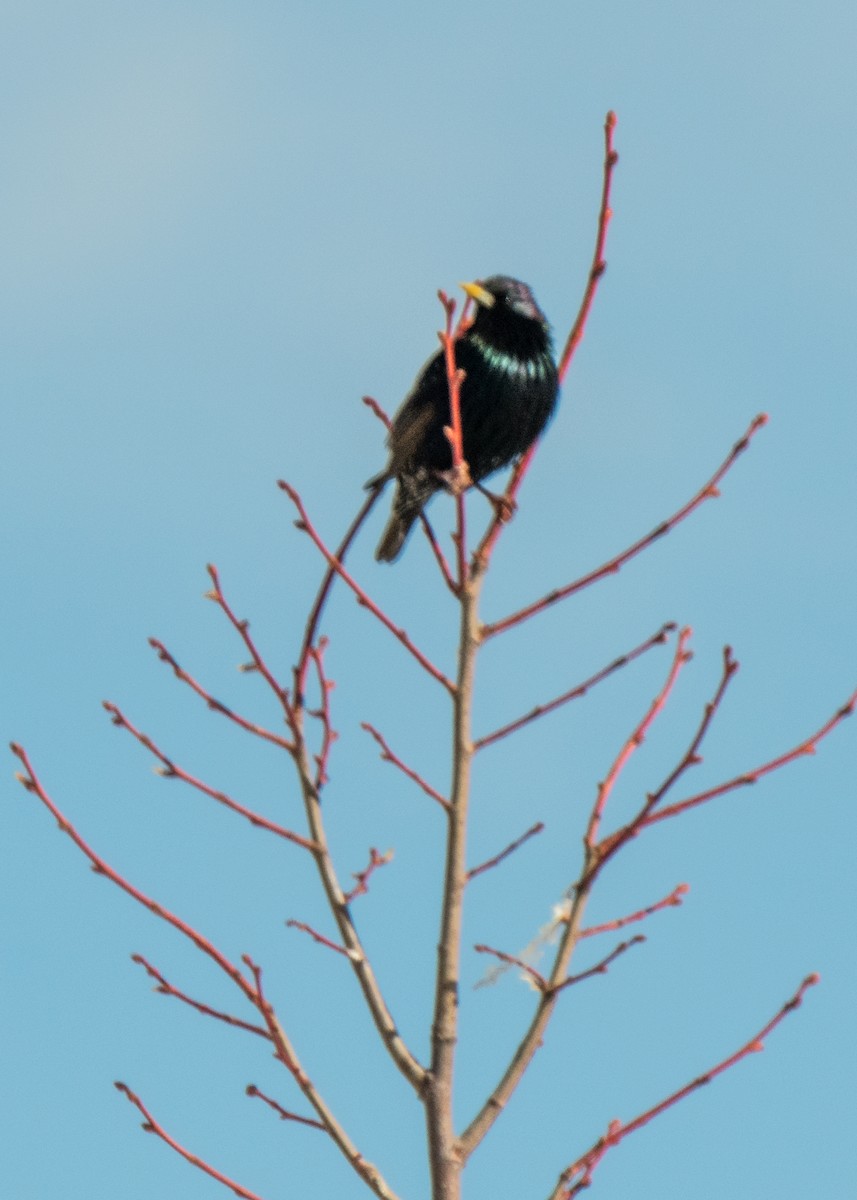 European Starling - ML642366653