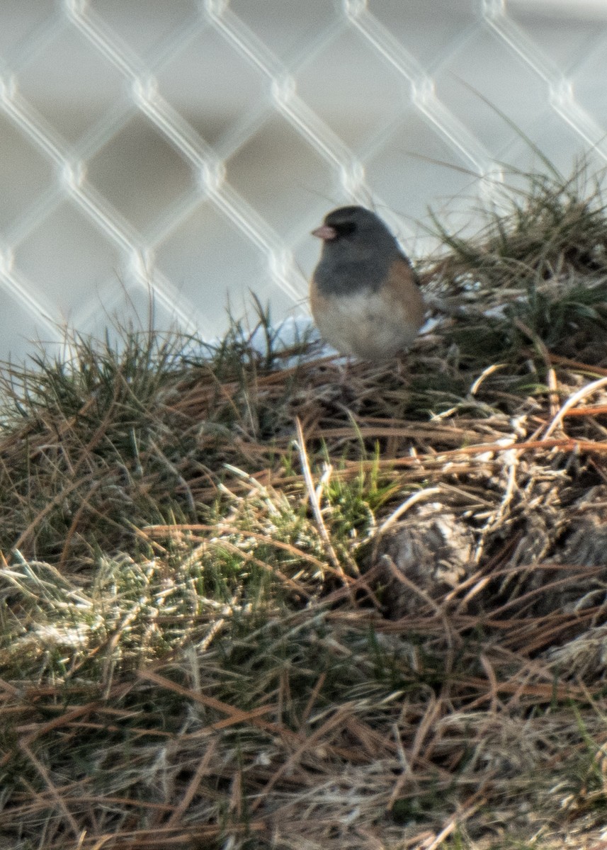 Dark-eyed Junco (Oregon) - ML642366658