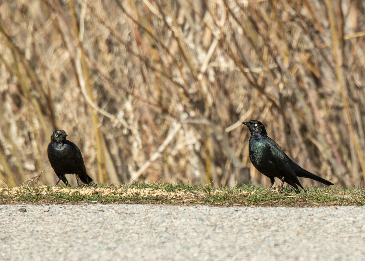 Brewer's Blackbird - ML642366660
