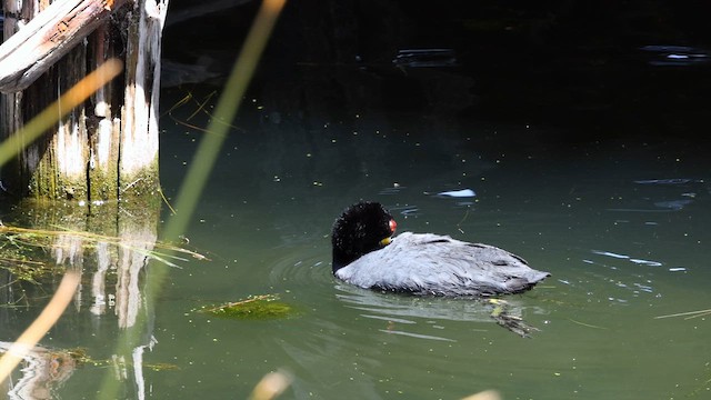 Slate-colored Coot - ML642366661