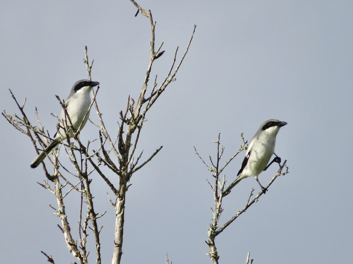 Loggerhead Shrike - ML642366662