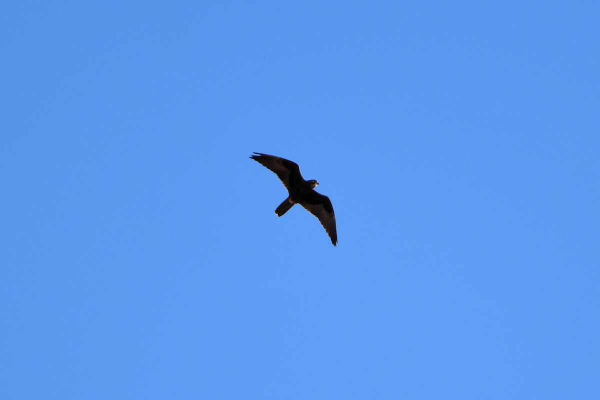 Black Falcon - ML642366678