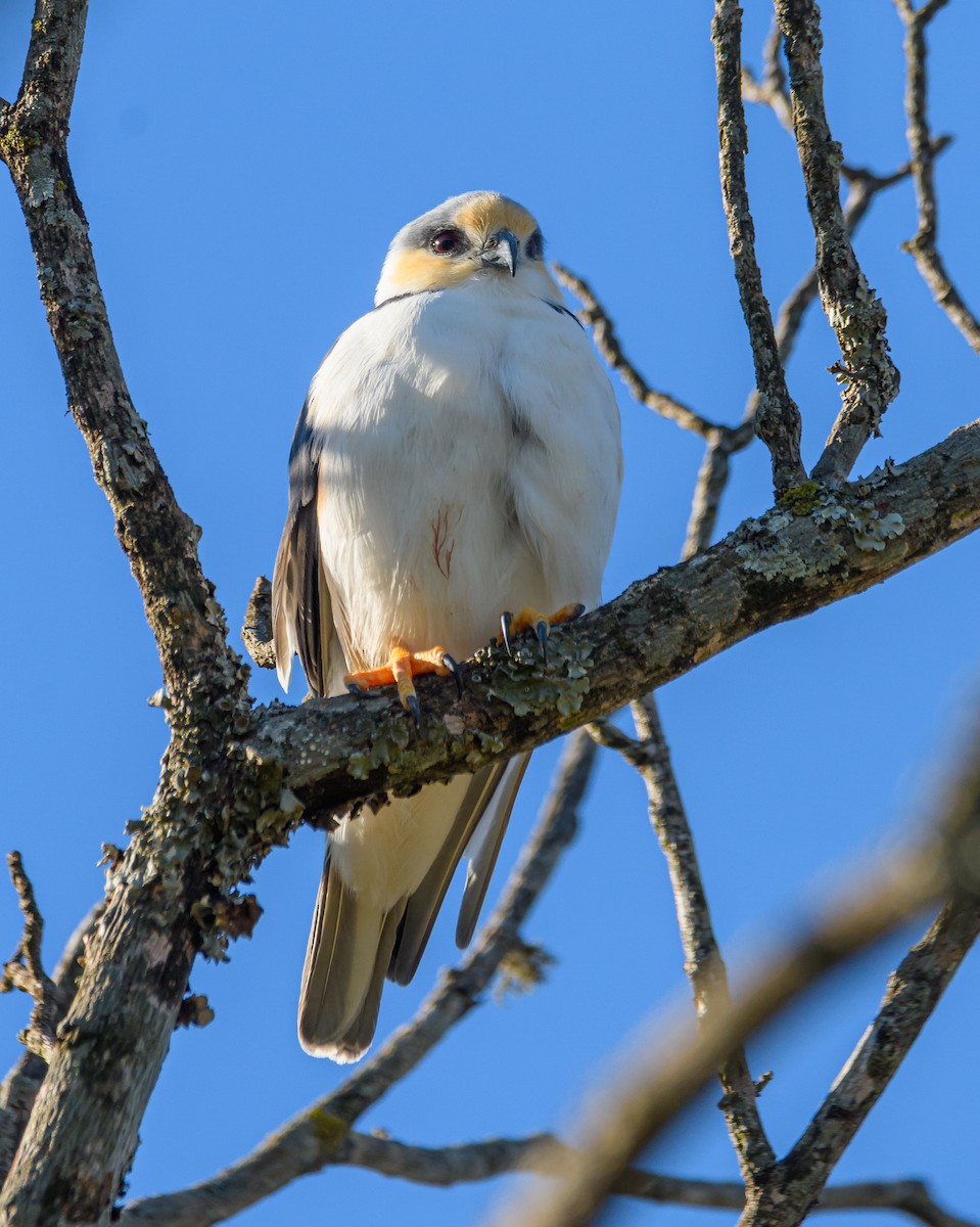 Pearl Kite - ML642366686