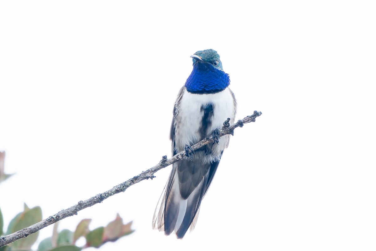 Blue-throated Hillstar - ML642366690