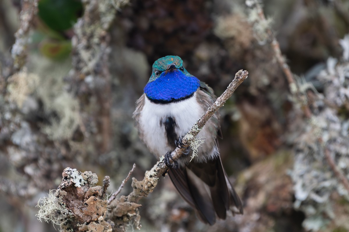 Blue-throated Hillstar - ML642366691