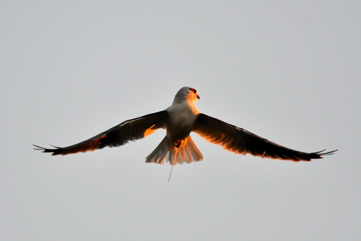 Letter-winged Kite - ML642366694