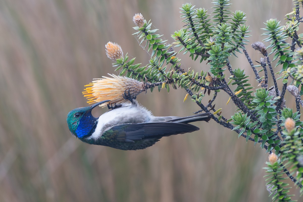 Blue-throated Hillstar - ML642366698
