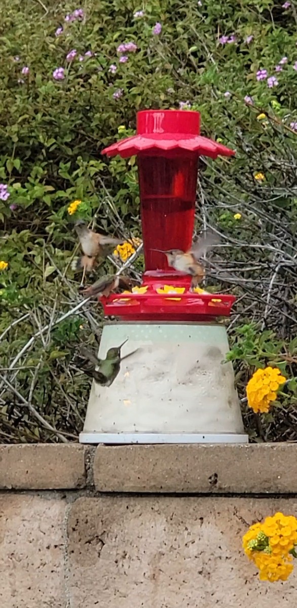 Allen's Hummingbird - ML642366700