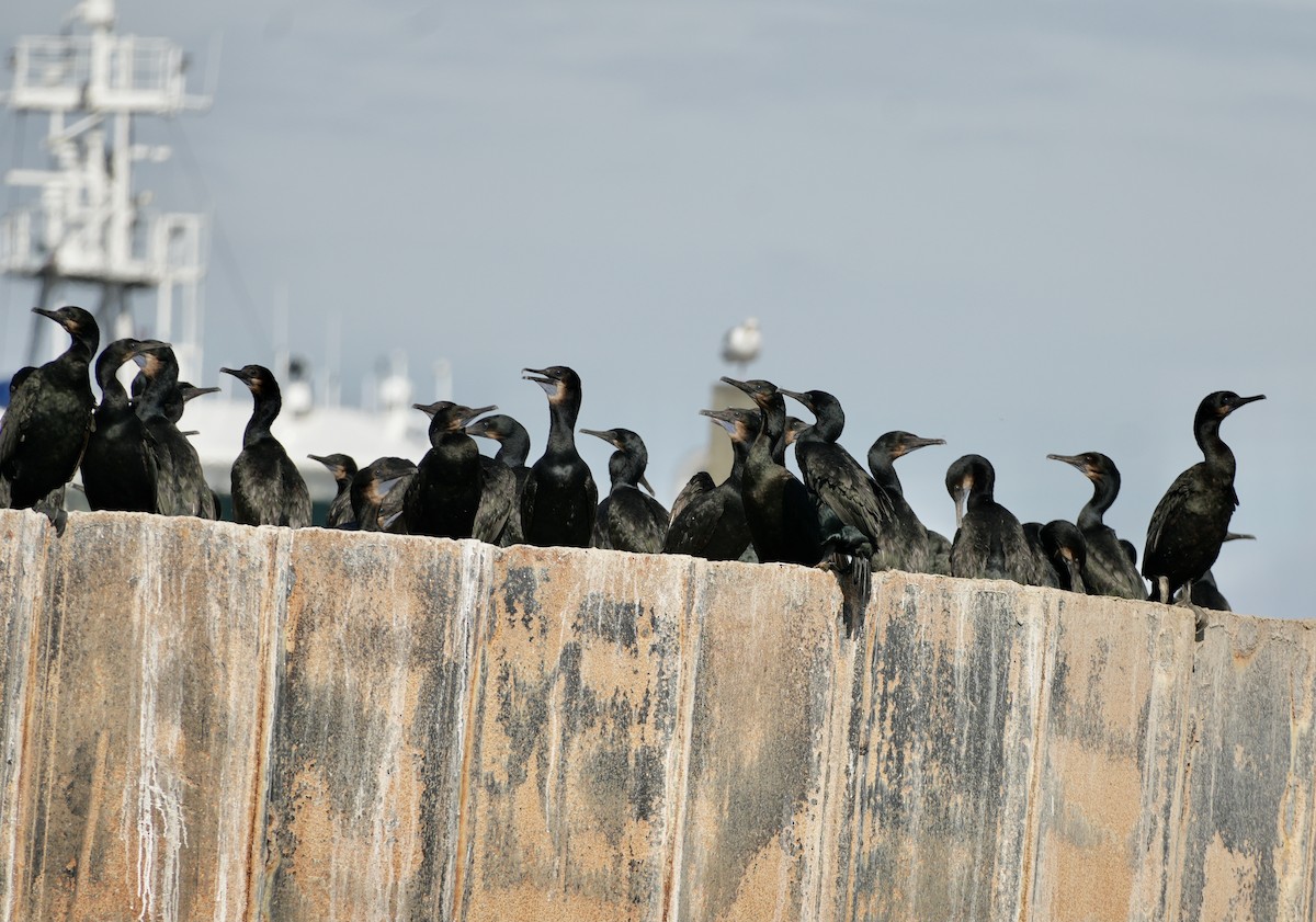 Brandt's Cormorant - ML642366702