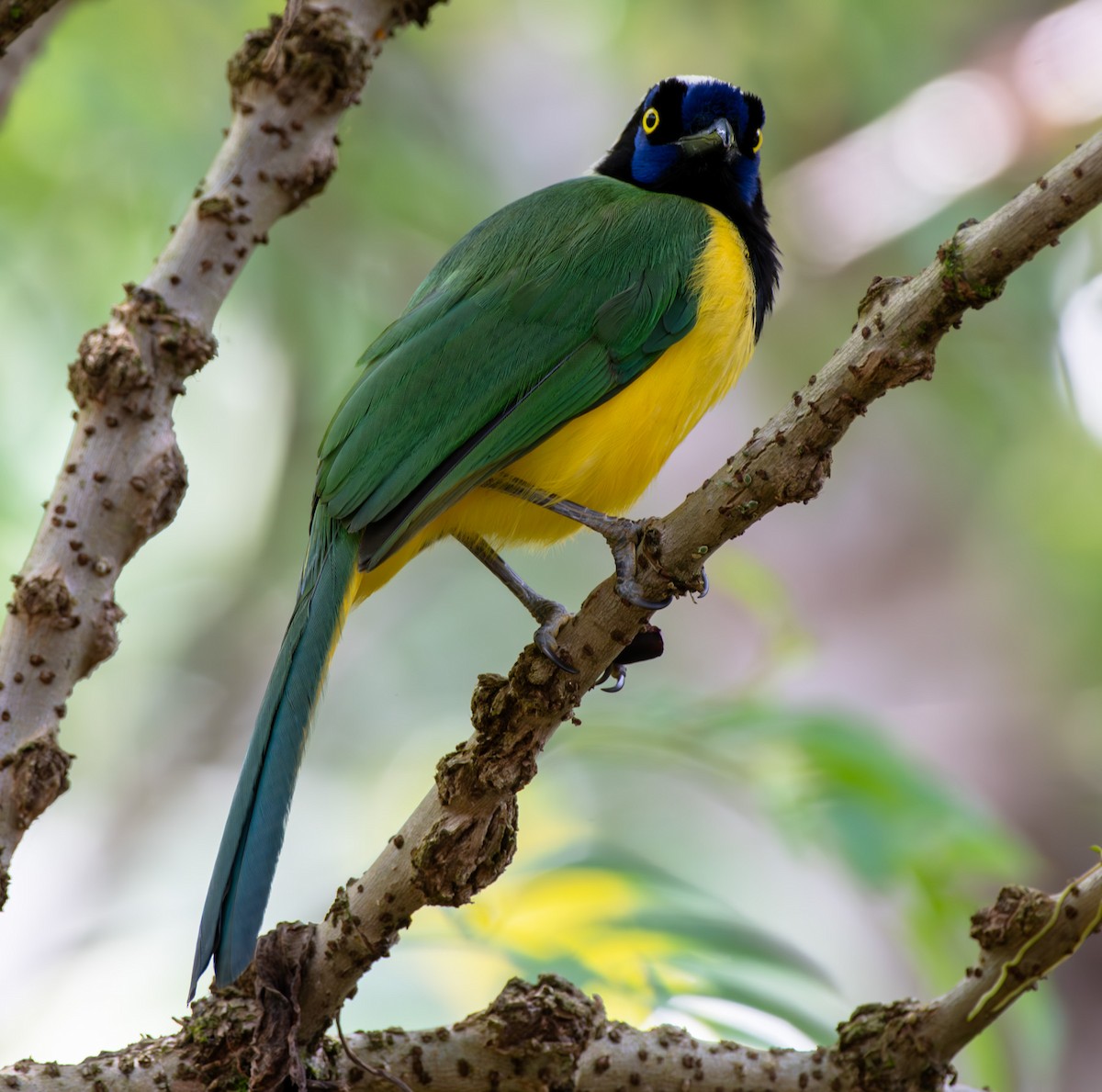 Green Jay - ML642366703
