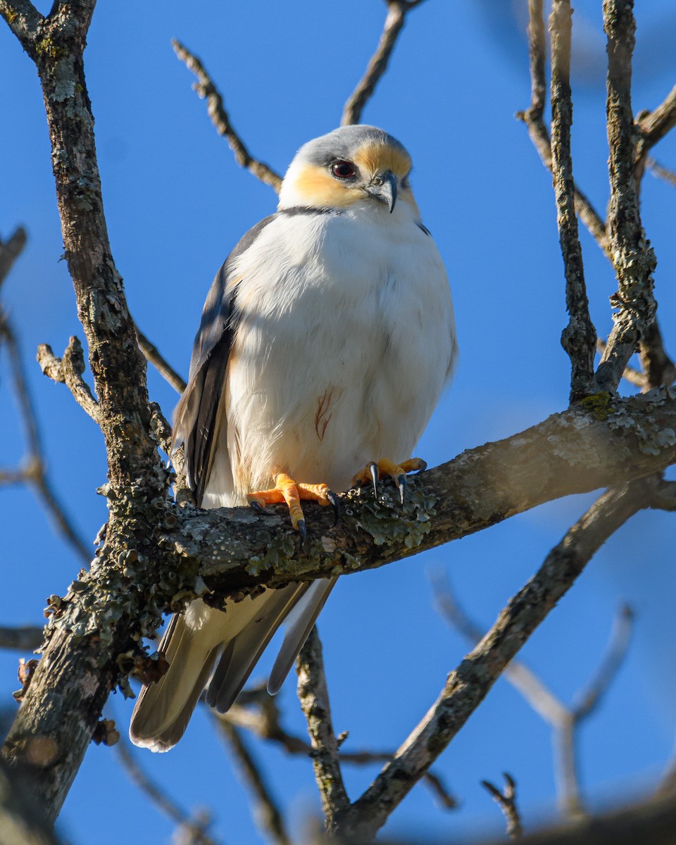 Pearl Kite - ML642366707