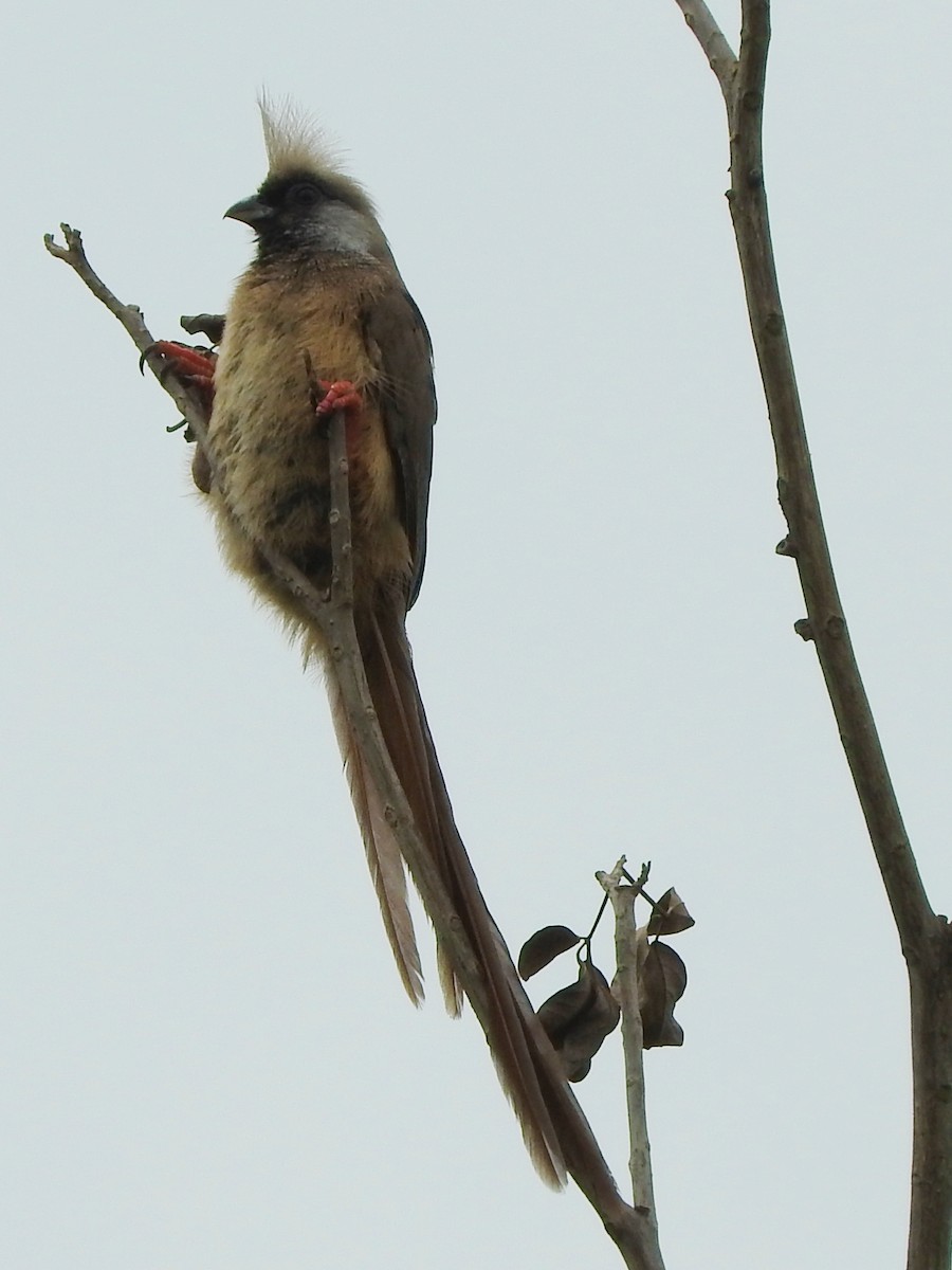Speckled Mousebird - ML642366708